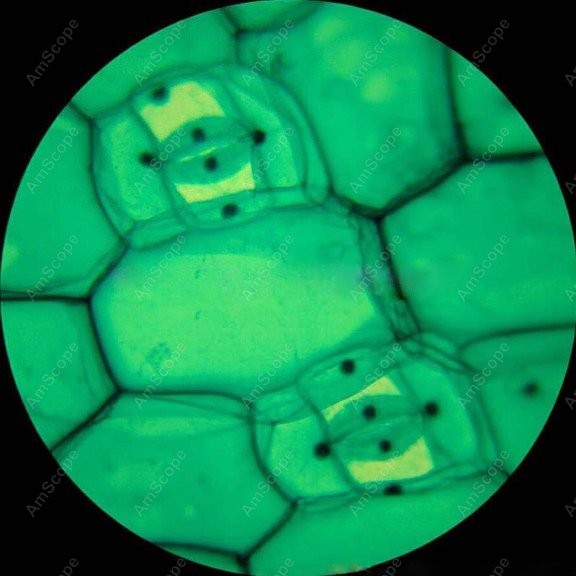 AmScope M148 Series Biological - Microscope Compound 40X review and price